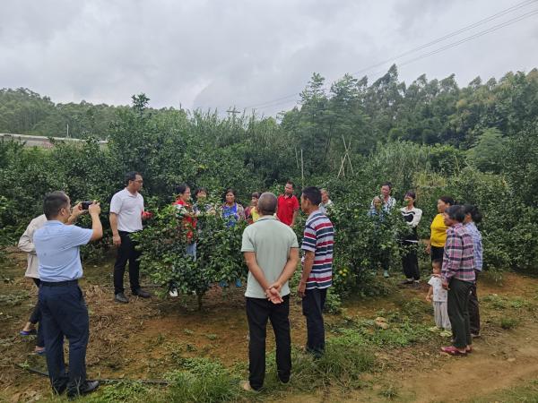 广西热作所科技人员赴罗波镇开展技术培训