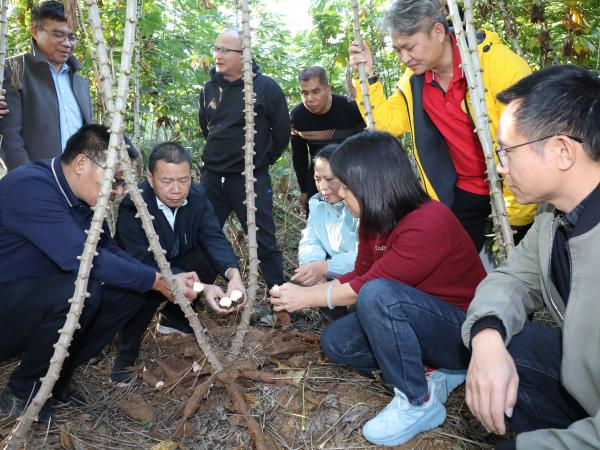 食用木薯新品系(15-42)现场评鉴会在广西热作所顺利召开