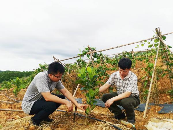广西热作所特色水果产业科技先锋队到博白县开展技术服务
