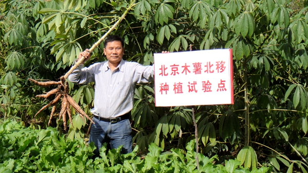 北京木薯北移种植试验点_副本.jpg