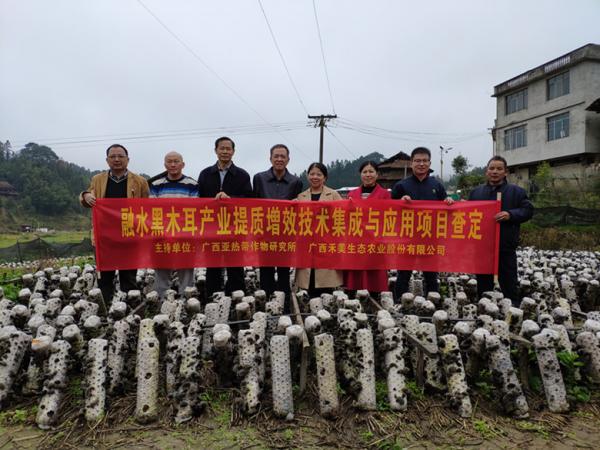 “融水黑木耳产业提质增效技术集成与应用”项目3个示范基地通过现场查定