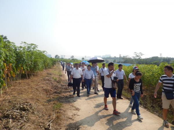 国家木薯产业技术体系栽培和植保技术研讨会在南宁召开