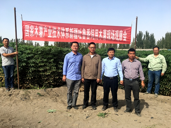 新疆吐鲁番木薯现场观摩会_副本.jpg