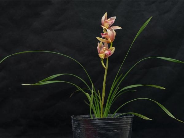 兰科植物杂交一代 兰科植物杂交一代