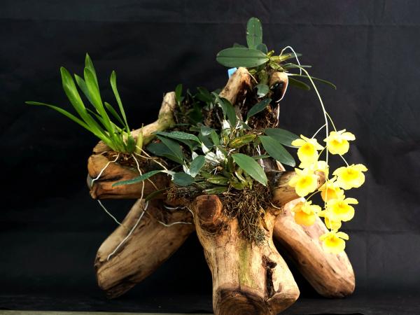 鼓槌石斛 鼓槌石斛