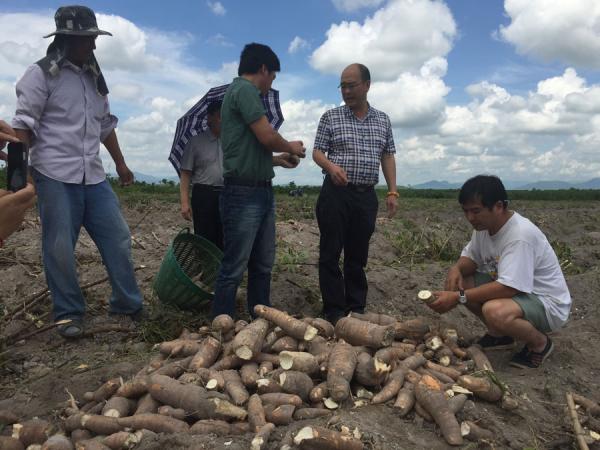 广西热作所顺利完成“木薯种植与加工产业链技术示范”项目的田间测产工作