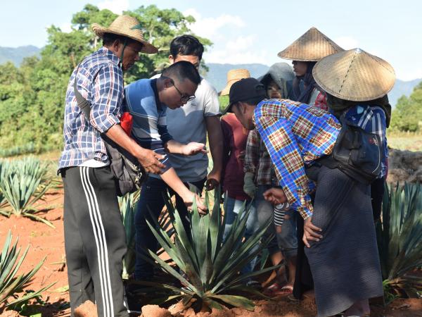 广西热作所剑麻专家赴缅甸娃达农业国际有限公司访问交流